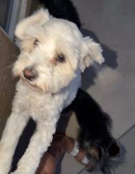 Reunited Female Dog last seen Gowan and Durango, Las Vegas, NV 89129