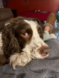 Lost Female Dog last seen Middle Rd, Middletown Township, NJ 07748