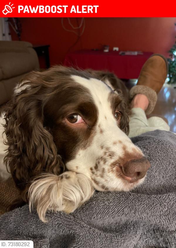 Lost Female Dog last seen Middle Rd, Middletown Township, NJ 07748