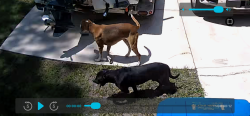 Found/Stray Male Dog last seen Bayside, Spring Hill, FL 34608