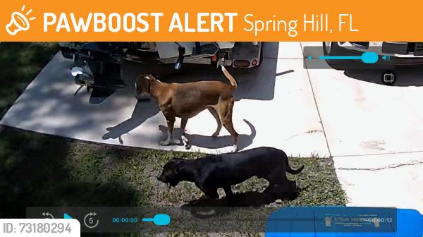 Found/Stray Male Dog last seen Bayside, Spring Hill, FL 34608