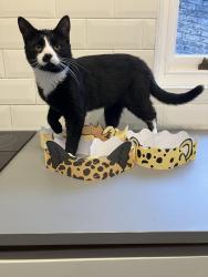 Reunited Male Cat last seen York Road, Montpelier, England 