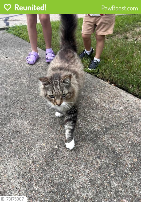 Reunited Unknown Cat last seen Buckingham, Friendswood, TX 77546