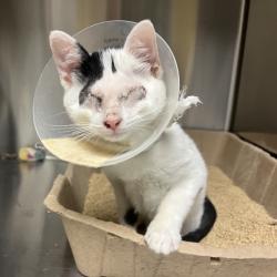 Shelter Stray Male Cat last seen , 361 S Raymond Ave, Pasadena, CA 91105, USA