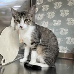 Shelter Stray Female Cat last seen , 361 S Raymond Ave, Pasadena, CA 91105, USA