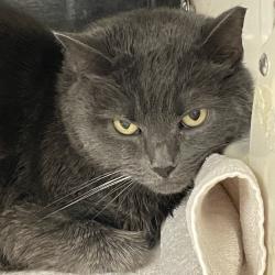 Shelter Stray Female Cat last seen , Animal Care & Control Team of Philly, 111 W Hunting Park Ave, Philadelphia, PA 19140, USA