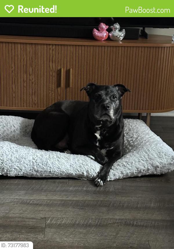 Reunited Female Dog last seen Light hse, Yonkers, NY 10701