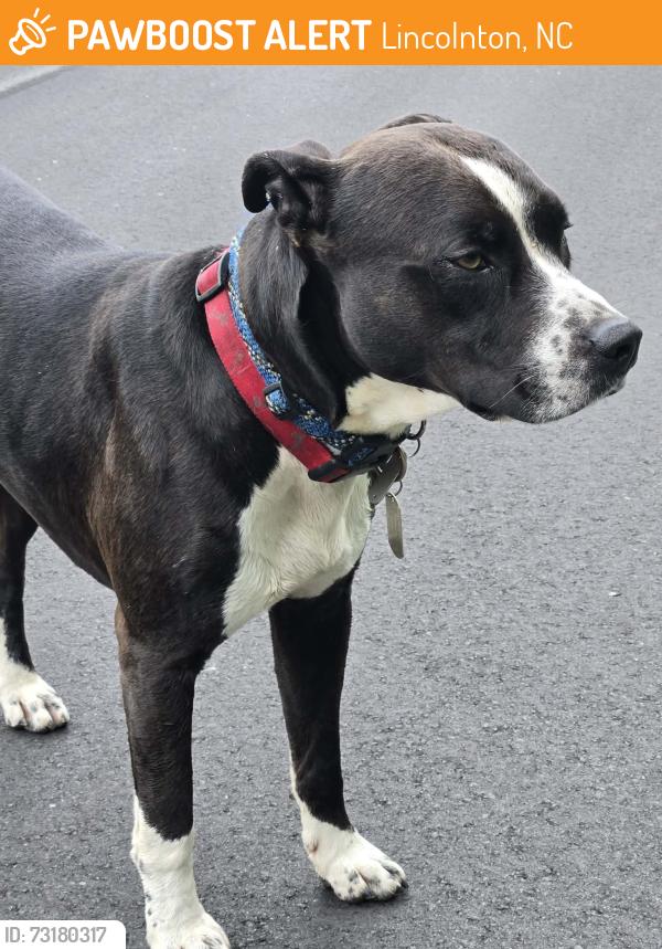 Found/Stray Male Dog last seen Middle of street, Lincolnton, NC 28092