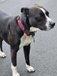 Found/Stray Male Dog last seen Middle of street, Lincolnton, NC 28092