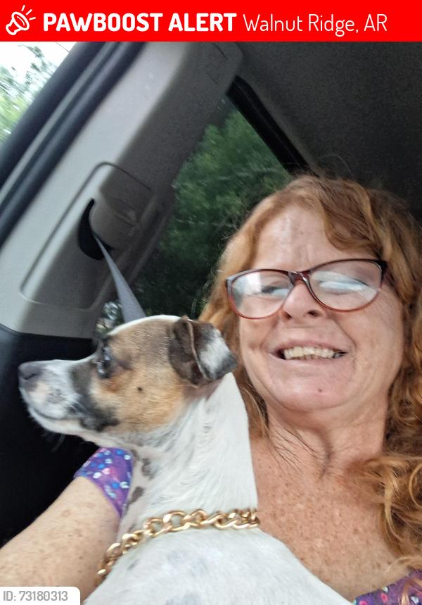 Lost Male Dog last seen Church of Cheist on main street, Walnut Ridge, AR 72476