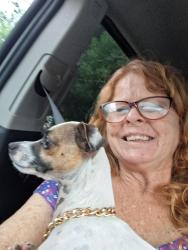 Lost Male Dog last seen Church of Christ on main street, Walnut Ridge, AR 72476