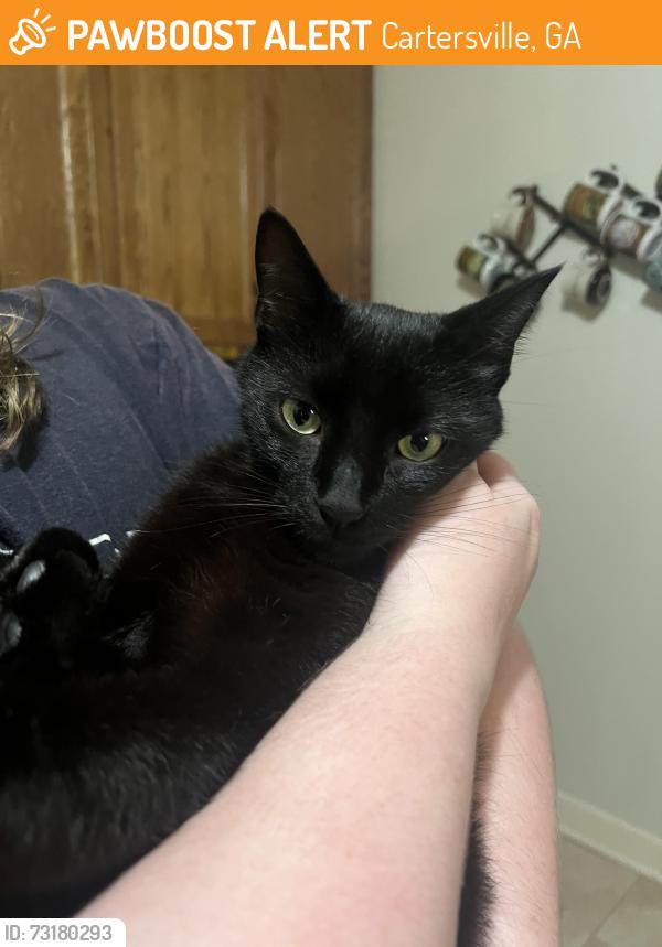 Found/Stray Male Cat last seen Cherokee and School St, Cartersville, GA 30120