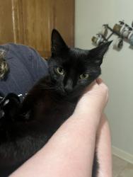 Found/Stray Male Cat last seen Cherokee and School St, Cartersville, GA 30120