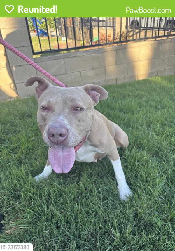 Reunited Female Dog last seen Near Gallio Ave, Rowland Heights, CA 91748, USA, Rowland Heights, CA 91748