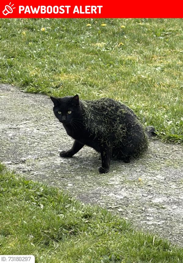 Lost Male Cat last seen Churchill Ave and Willam st, New Westminster, BC 