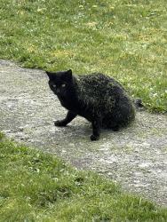 Lost Male Cat last seen Churchill Ave and Willam st, New Westminster, BC 