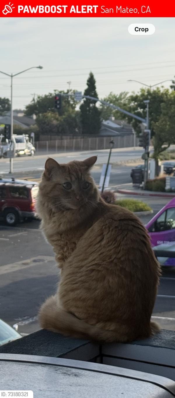 Lost Female Cat last seen Near e 3rd Ave , San Mateo, San Mateo, CA 94401
