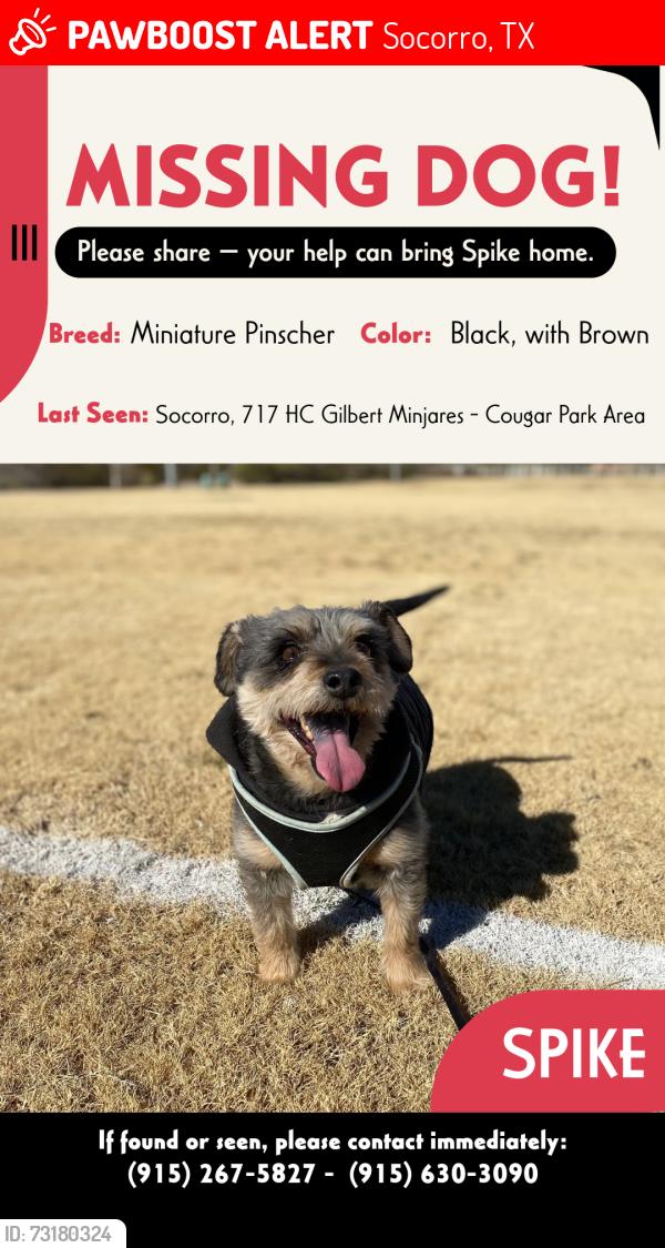 Lost Male Dog last seen Near HC Gilbert Minjares, Socorro, TX 79927