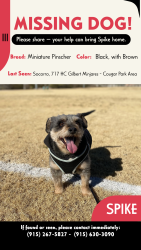 Lost Male Dog last seen Near HC Gilbert Minjares, Socorro, TX 79927