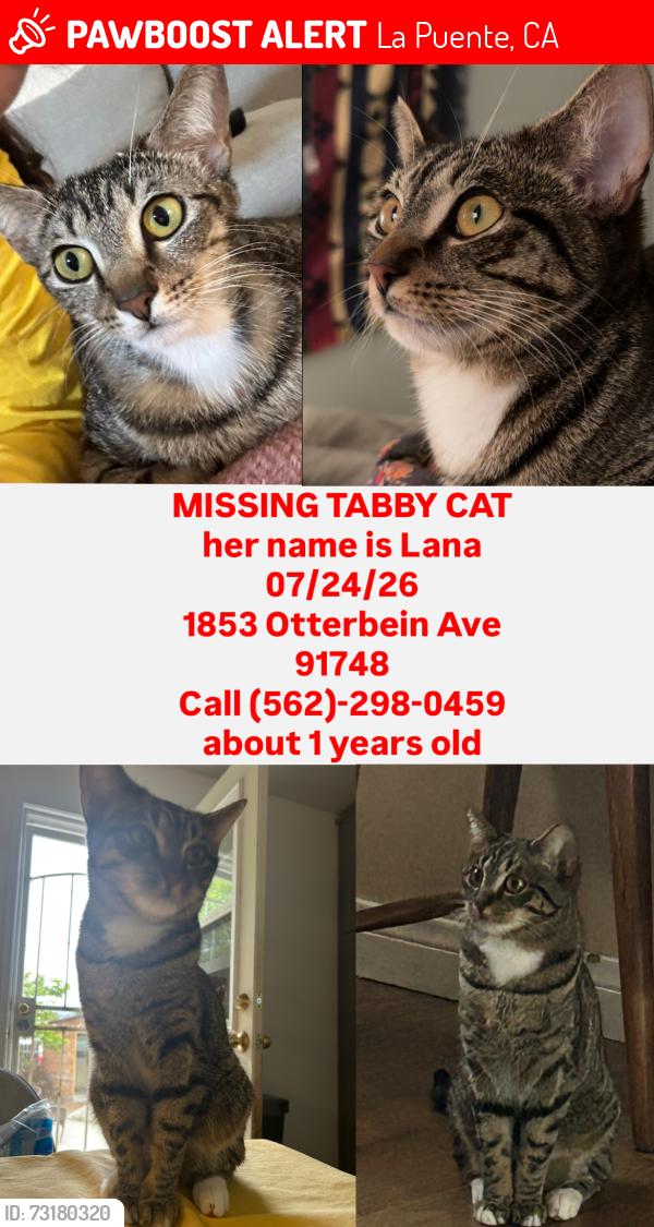 Lost Female Cat last seen Summerfield boba, La Puente, CA 91748