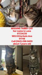 Lost Female Cat last seen Summerfield boba, La Puente, CA 91748