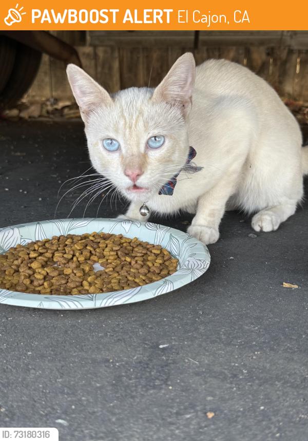 Found/Stray Male Cat last seen Wenatchee, El Cajon, CA 92019