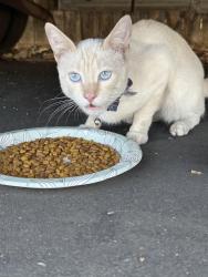 Found/Stray Male Cat last seen Wenatchee, El Cajon, CA 92019