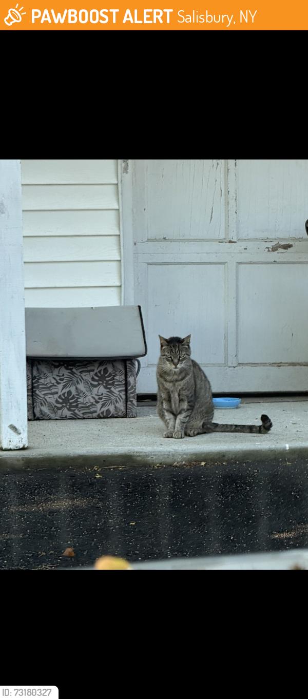 Found/Stray Female Cat last seen Pilgrim lane, Salisbury, NY 11590