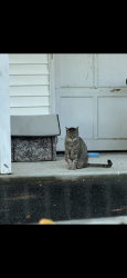 Found/Stray Female Cat last seen Pilgrim lane, Salisbury, NY 11590