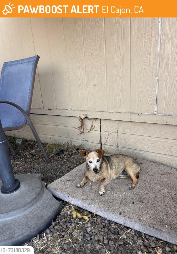 Found/Stray Male Dog last seen Greenfield Drive and Orchard Avenue, El Cajon, CA 92019