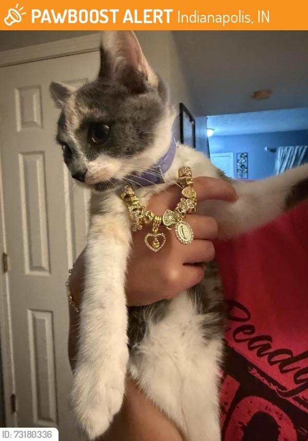 Found/Stray Female Cat last seen Southeastern ave, Indianapolis, IN 46203