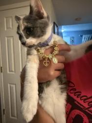 Found/Stray Female Cat last seen Southeastern ave, Indianapolis, IN 46203