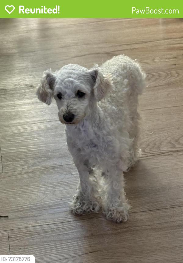 Reunited Female Dog last seen Midfield ave in Westchester, Manchester, La tijera, Los Angeles, CA 90045