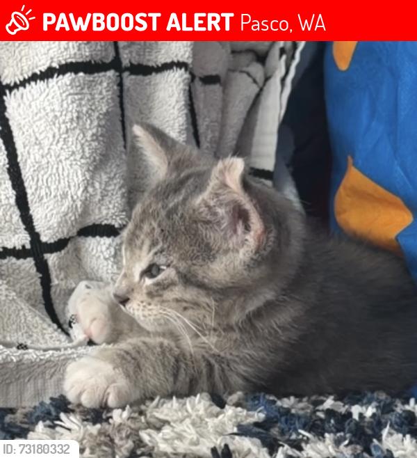 Lost Male Cat last seen Marlin dr, Pasco, WA 99301