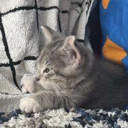 Lost Male Cat last seen Marlin dr, Pasco, WA 99301