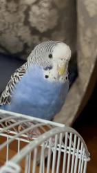 Lost Unknown Bird last seen Goodrich Middle school, Lincoln, NE 68521