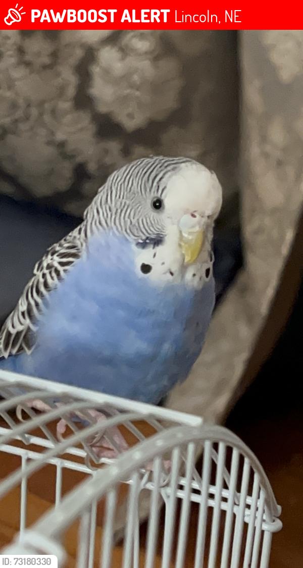 Lost Unknown Bird last seen Goodrich Middle school, Lincoln, NE 68521