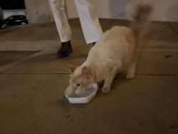 Found/Stray Male Cat last seen Mr. Softy, Camarillo, CA 93010