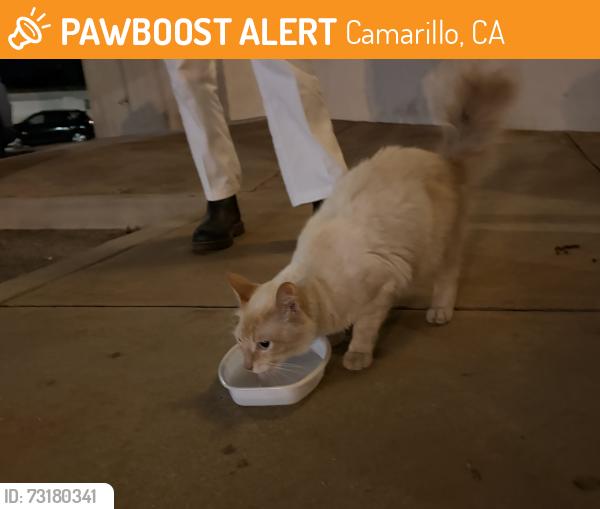 Found/Stray Male Cat last seen Mr. Softy, Camarillo, CA 93010