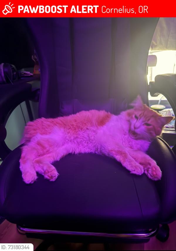 Lost Male Cat last seen Harleman Park, Cornelius, OR 97113