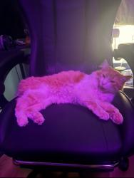 Lost Male Cat last seen Harleman Park, Cornelius, OR 97113