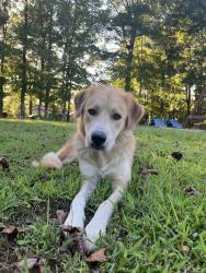 Lost Female Dog last seen McIntyre rd Gibsonville Nc, Guilford County, NC 27249