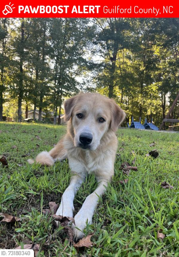 Lost Female Dog last seen McIntyre rd Gibsonville Nc, Guilford County, NC 27249
