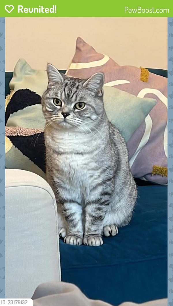Reunited Male Cat last seen Barnsbury park, Greater London, England 