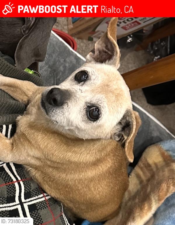 Lost Male Dog last seen Bud Bender Park, Rialto, CA 92376