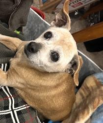 Lost Male Dog last seen Bud Bender Park, Rialto, CA 92376