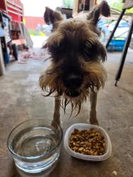 Reunited Male Dog last seen Westlake Subdivision, Conroe, TX 77304