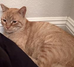 Found/Stray Unknown Cat last seen Brush Canyon Park, Yorba Linda, CA 92887