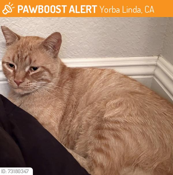 Found/Stray Unknown Cat last seen Brush Canyon Park, Yorba Linda, CA 92887