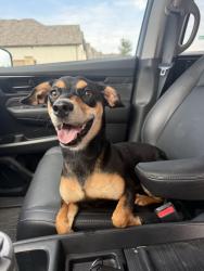 Found/Stray Female Dog last seen M3 Ranch Community, Mansfield, TX 76063